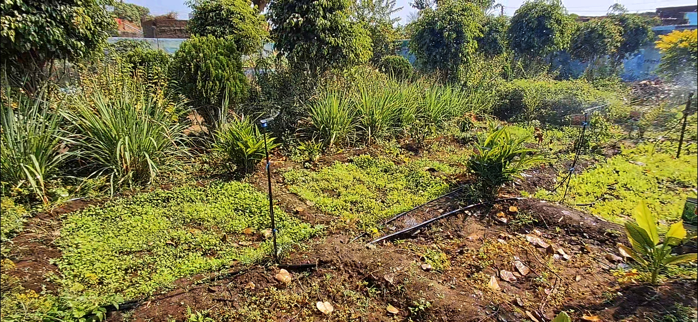 school garden