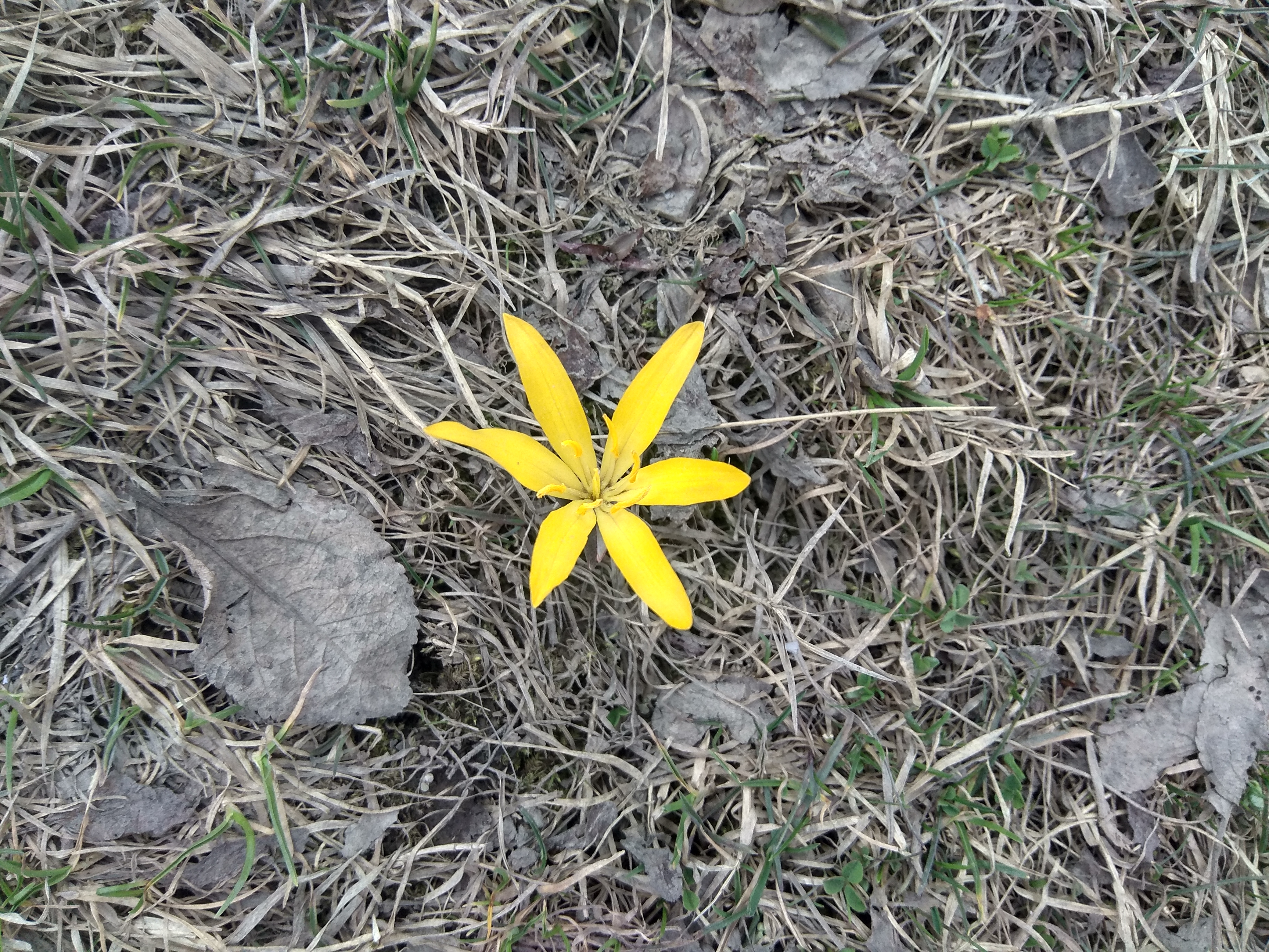 Early Flower Bloom Amid Unusually Warm Winter Raises Concern In Kashmir Valley