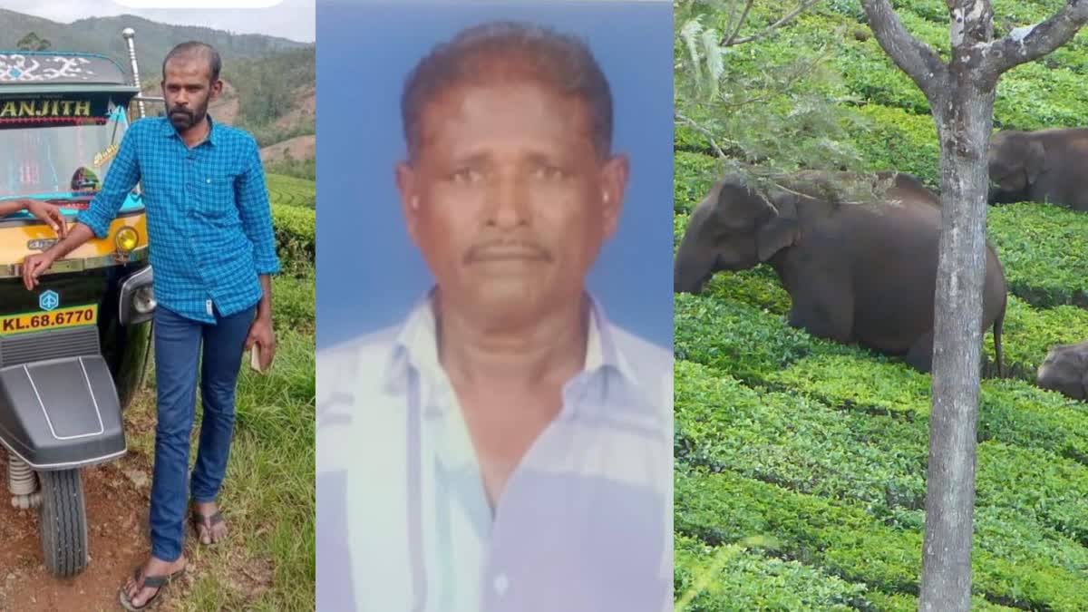 wild elephant attack  people death  ഇടുക്കി  wild tusker padayappa  forest department