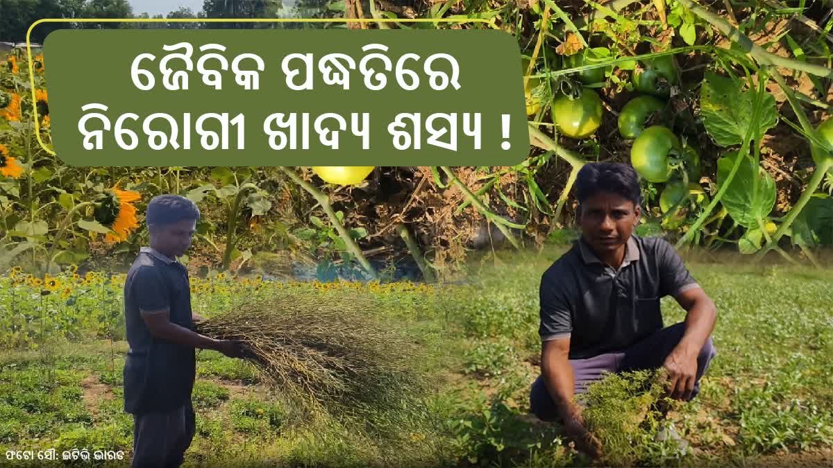 ଜୈବିକ ପଦ୍ଧତିରେ ଚାଷ କରି ଚର୍ଚ୍ଚାରେ ବିନୟ ରାଉତ, ସମାଜକୁ ସୁସ୍ଥ ରଖିବାକୁ ଲକ୍ଷ୍ୟ