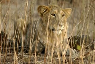 controversial naming of wildlife  Forest department officer suspended  lions named Akbar and Sita  അക്‌ബര്‍ സീത വിവാദം  ഉദ്യോഗസ്ഥന്‌ സസ്‌പെന്‍ഷന്‍