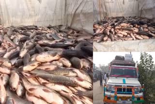 Illegal Fish trade in Jamtara