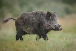 Wild Pig Attack  Wild Pig Attack Calicut Wild Pig Attack A Retired Teacher  കാട്ടുപന്നിയുടെ ആക്രമണം  തോട്ടുമുക്കത്ത് കാട്ടുപന്നി ആക്രമണം