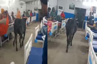 bull enters in rajgarh hospital