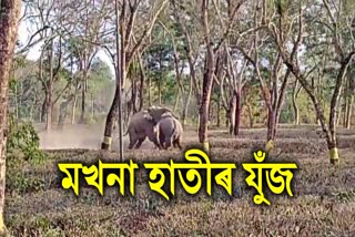 elephant-fight-in-numaligarh