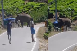 പടയപ്പ Padayappa Wild Elephant ഇടുക്കി മൂന്നാര്‍ Idukki Munnar