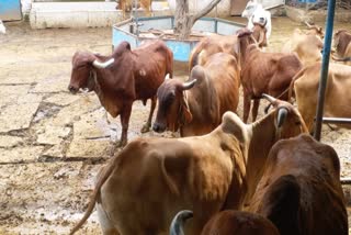 5 rupee incentive to cattle farmers