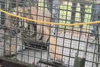 Mullankolly  Tiger  caged  മുള്ളൻകൊല്ലി  തൃശൂര്‍ മൃഗശാല