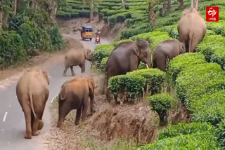 Elephant crawling in large numbers in Valparai area of Coimbatore district
