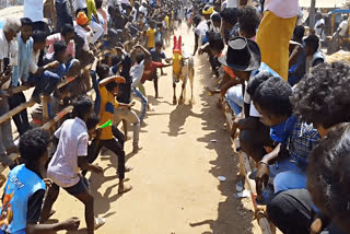 bull race celebrate at Tirupattur Jolarpet