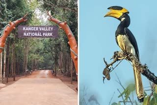 Malabar Pied Hornbill found in Bastar