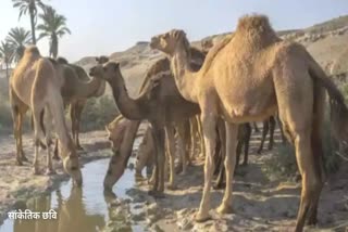 twenty-camels-seized-by-police-missing-hearing-in-allahabad-high-court-on-march-18