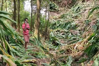 Cardamom Plants Destroyed In Idukki  Cardamom Farming In Idukki  ഏലത്തോട്ടം നശിപ്പിച്ചു  ഏലപ്പാറയിലെ ഏലം കൃഷി  ഇടുക്കി ഏലം കൃഷി