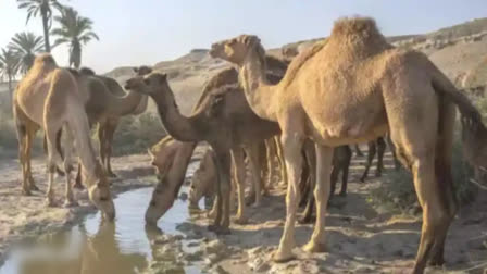 Meerut Camel Case