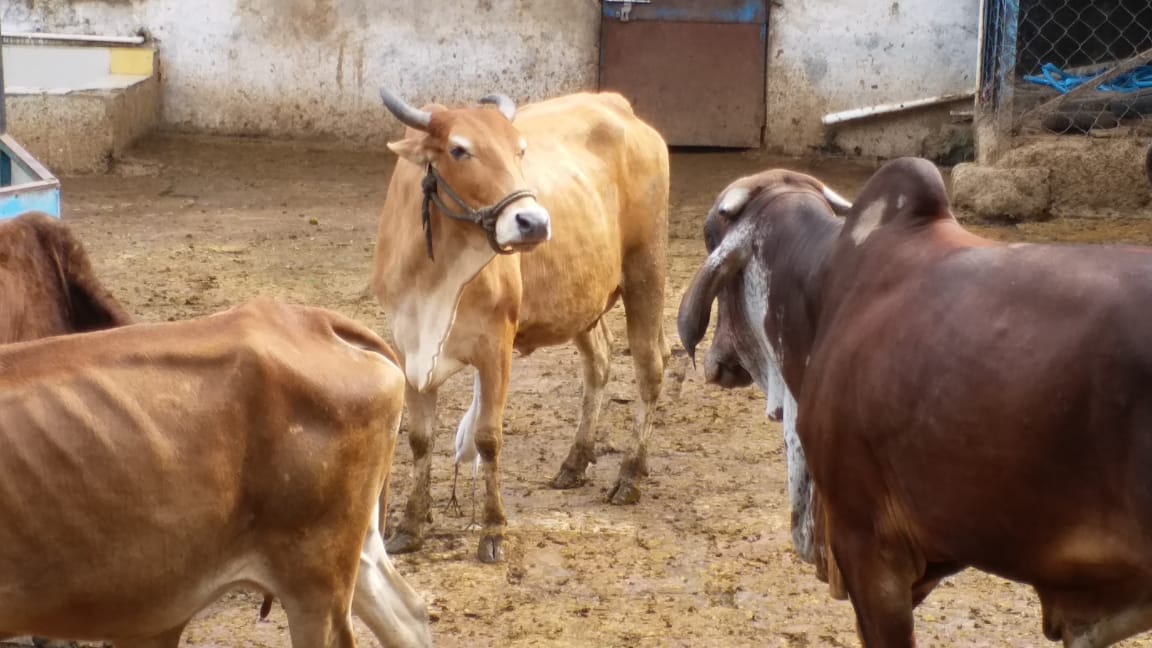 milk production in mp