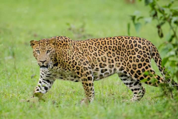 Cameras Count Tigers in Nauradehi