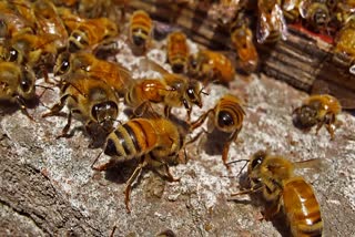 SHAHDOL BEES ATTACKED
