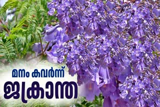 JACARANDA BLOOMED IN IDUKKI  JACARANDA FLOWERS IN MUNNAR  ജക്രാന്ത പൂവിട്ടു  മൂന്നാറില്‍ ജക്രാന്ത പൂത്തു