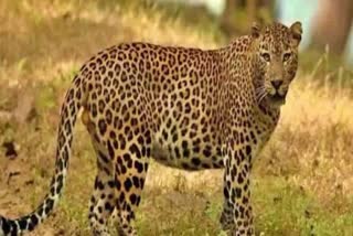 CENTRAL UNIVERSITY KERALA  LEOPARD NEAR KERALA CENTRAL UNTY  KASARAGOD LEOPARD PRESENCE  കേന്ദ്ര സർവകലാശാല പുലി സാന്നിധ്യം