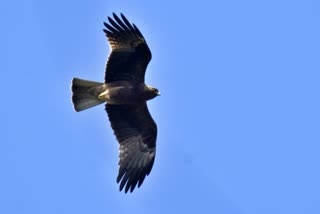 BIRD SURVEY IN RANIPURAM  റാണിപുരത്ത് പക്ഷി സർവേ  97SPECIES BIRDS FOUND IN BIRDSURVEY  LATEST NEWS IN MALAYALAM