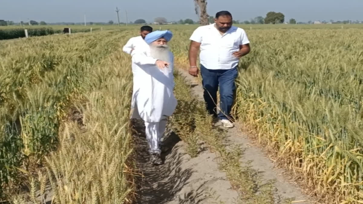 agriculture crisis of Punjab