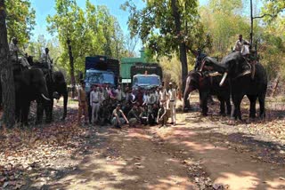 tiger shifted Nauradehi Sanctuary