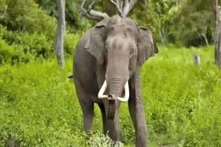 Wild Elephant Attack in Wayanad