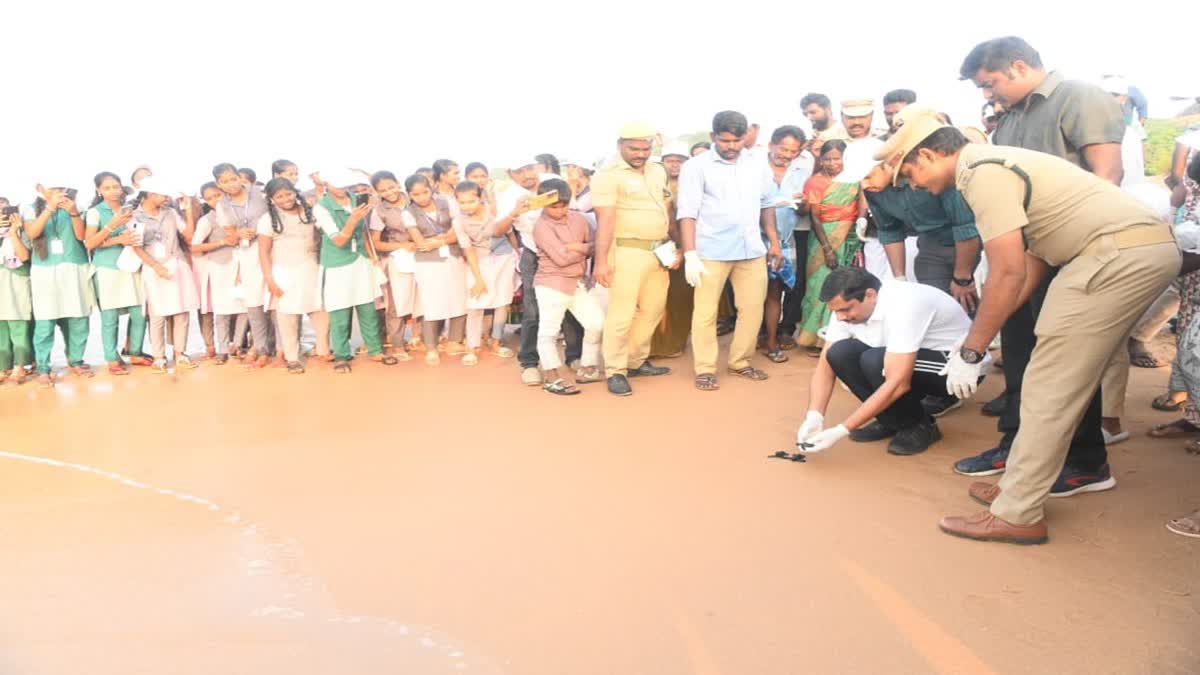 கடலில் விடப்பட்ட ஆமைகள்