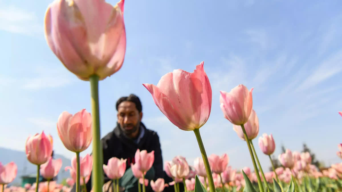 KASHMIR TULIP GARDEN OPEN SRINAGAR TULIP GARDEN ASIA LARGEST TULIP GARDEN KASHMIR TOURISM