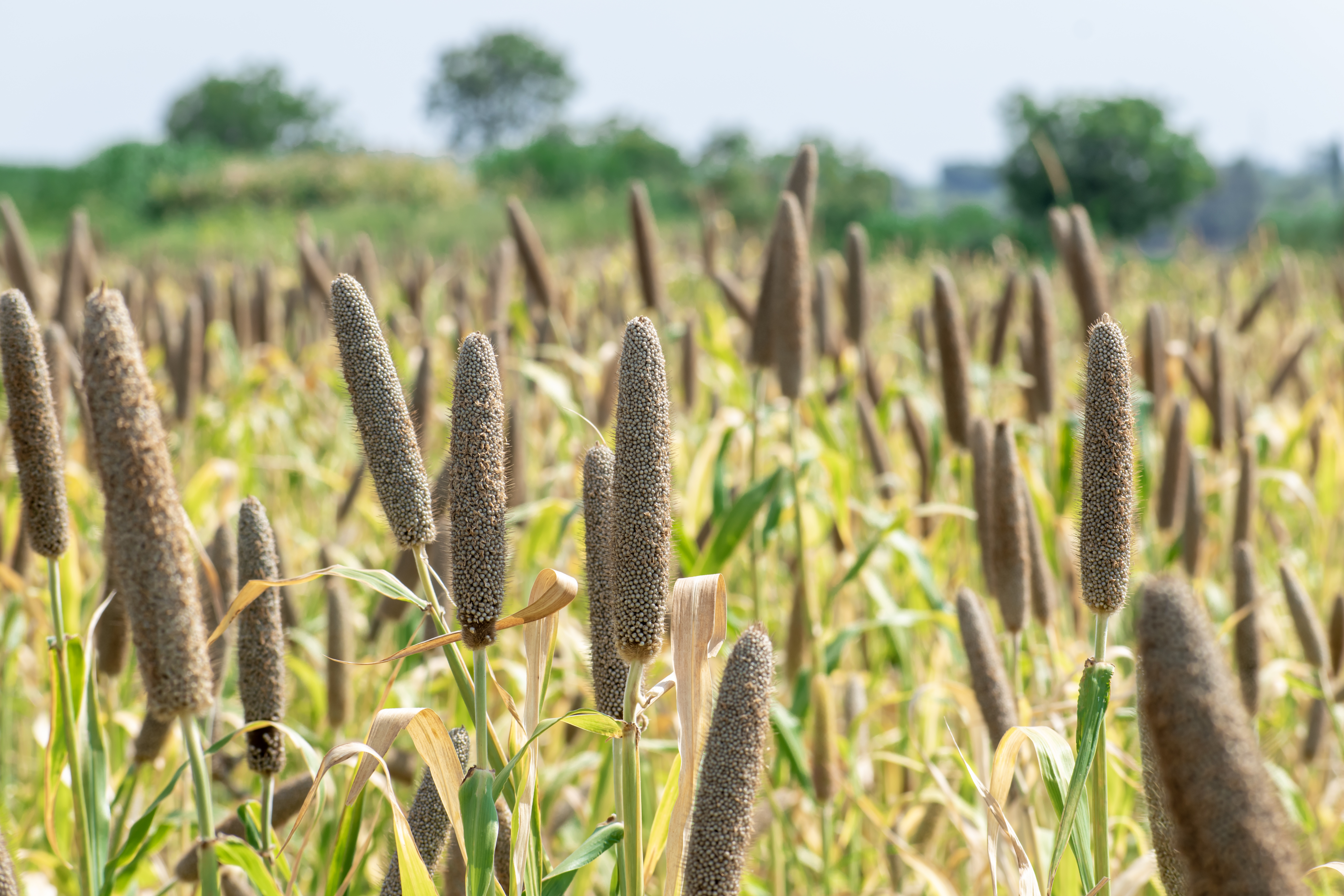 Finger millet for diabetes diabetes Finger millet benefits ರಾಗಿಯ ಲಾಭಗಳು