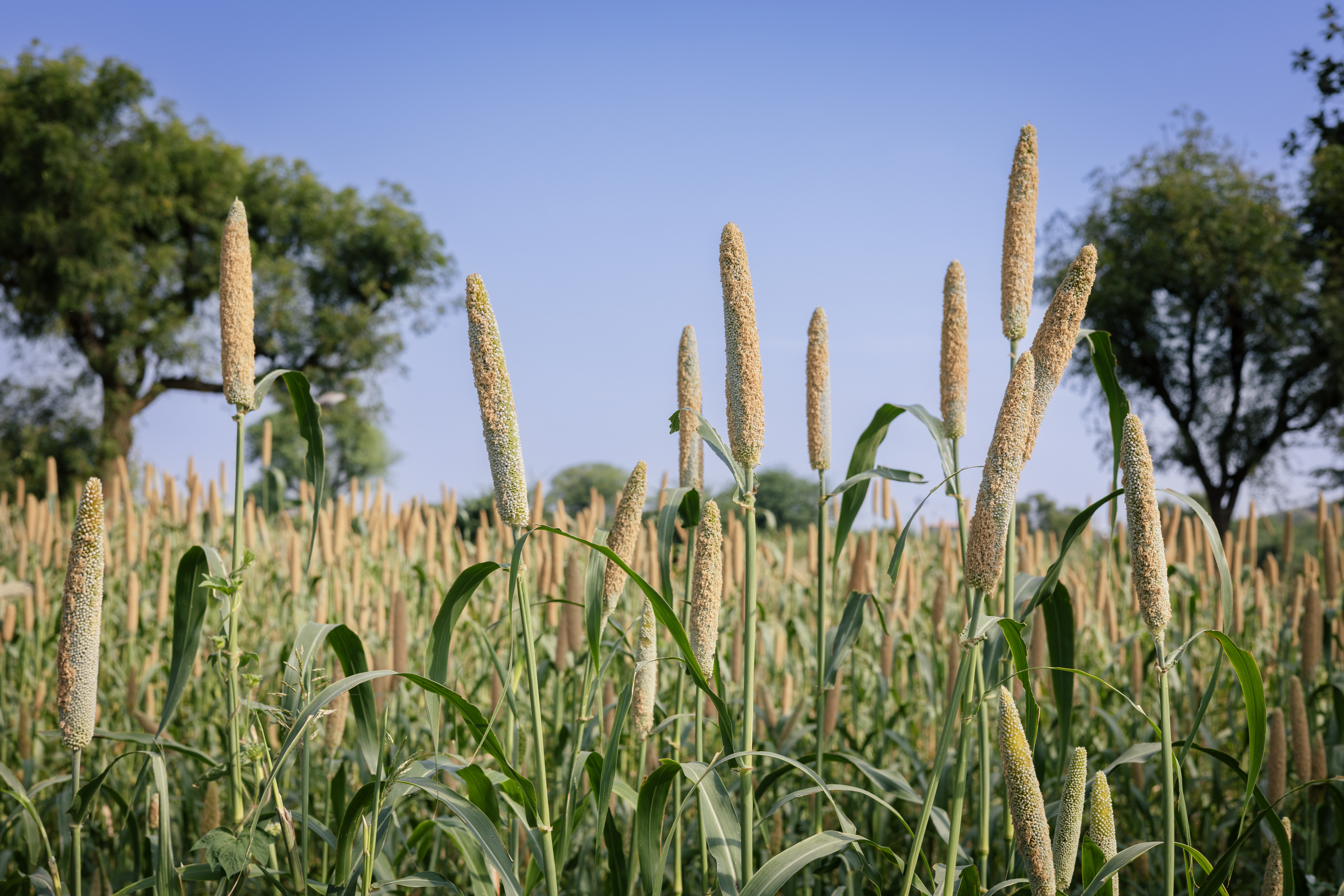 Finger millet for diabetes diabetes Finger millet benefits ರಾಗಿಯ ಲಾಭಗಳು
