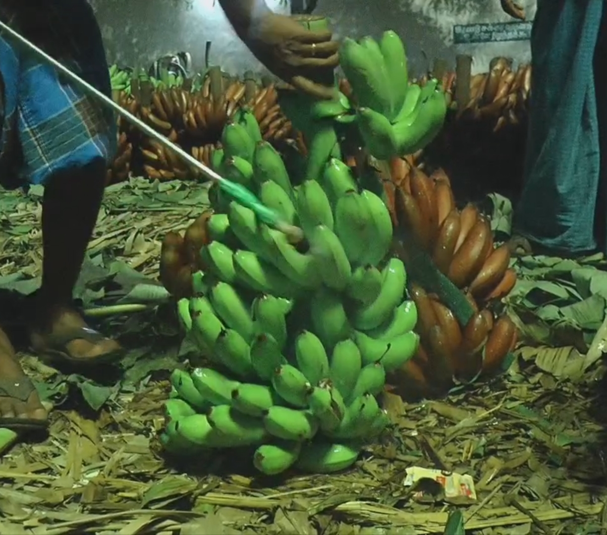 ரசாயனம் தெளிக்கும் வாழைத்தார்கள்