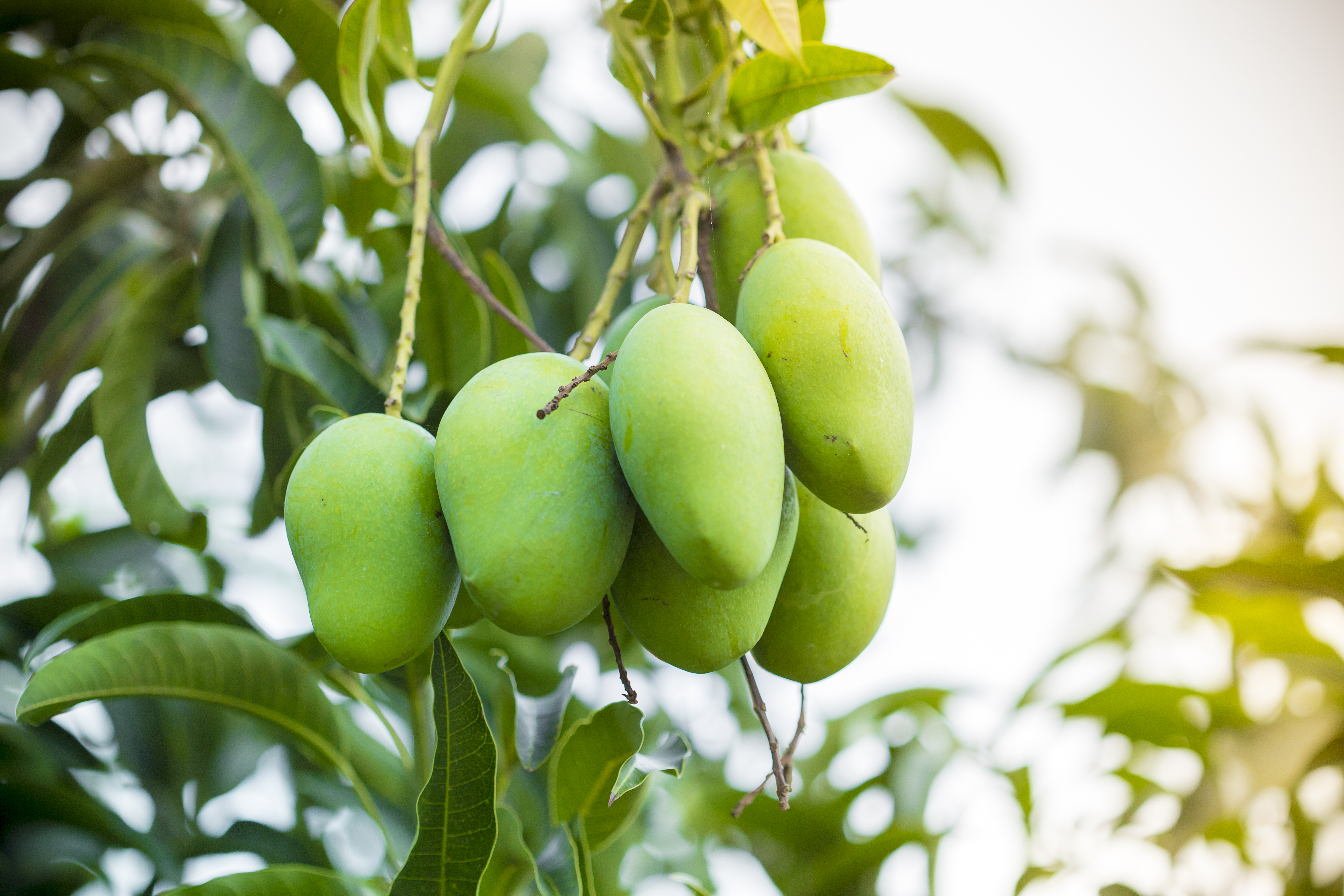 Mango