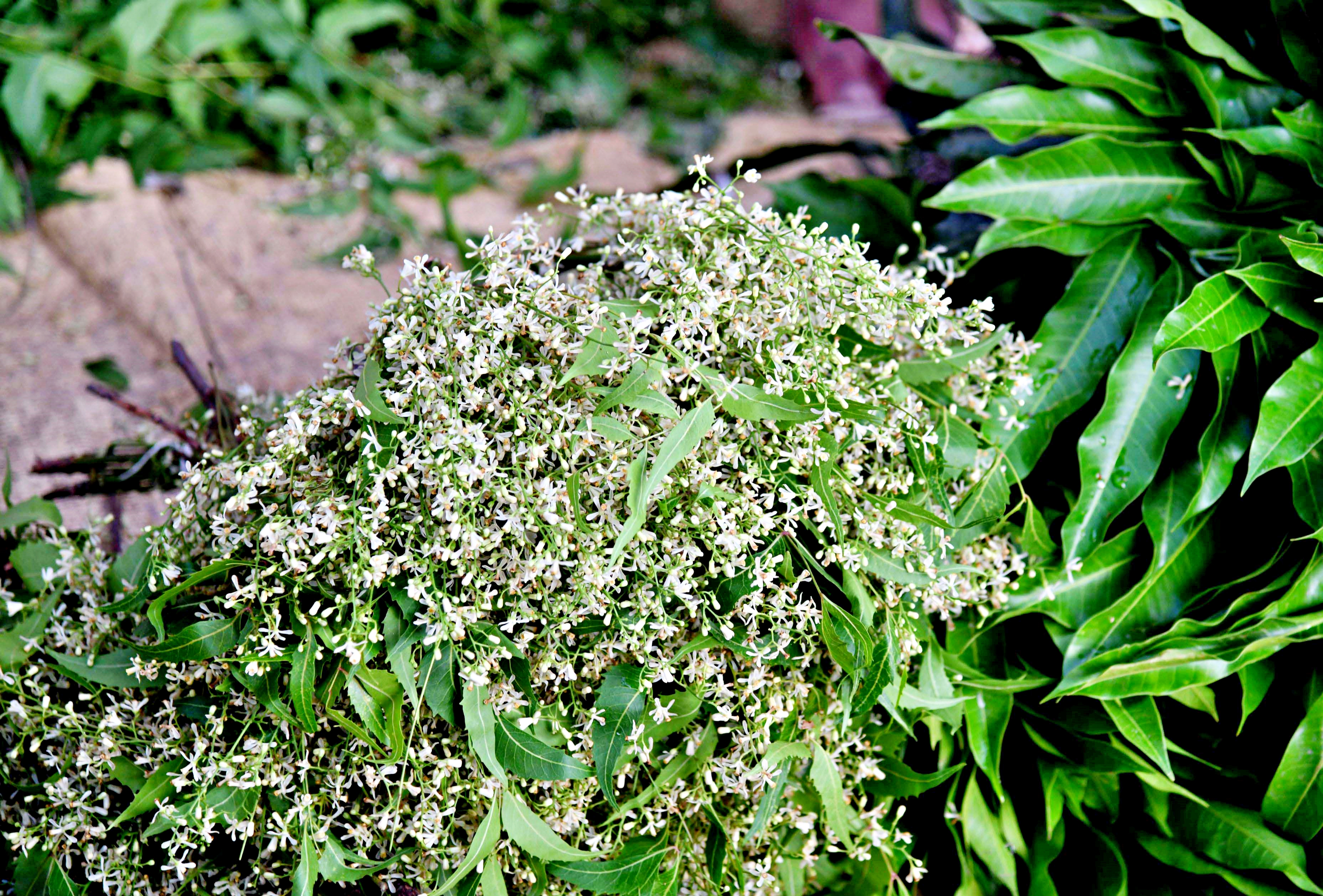 Neem Flower
