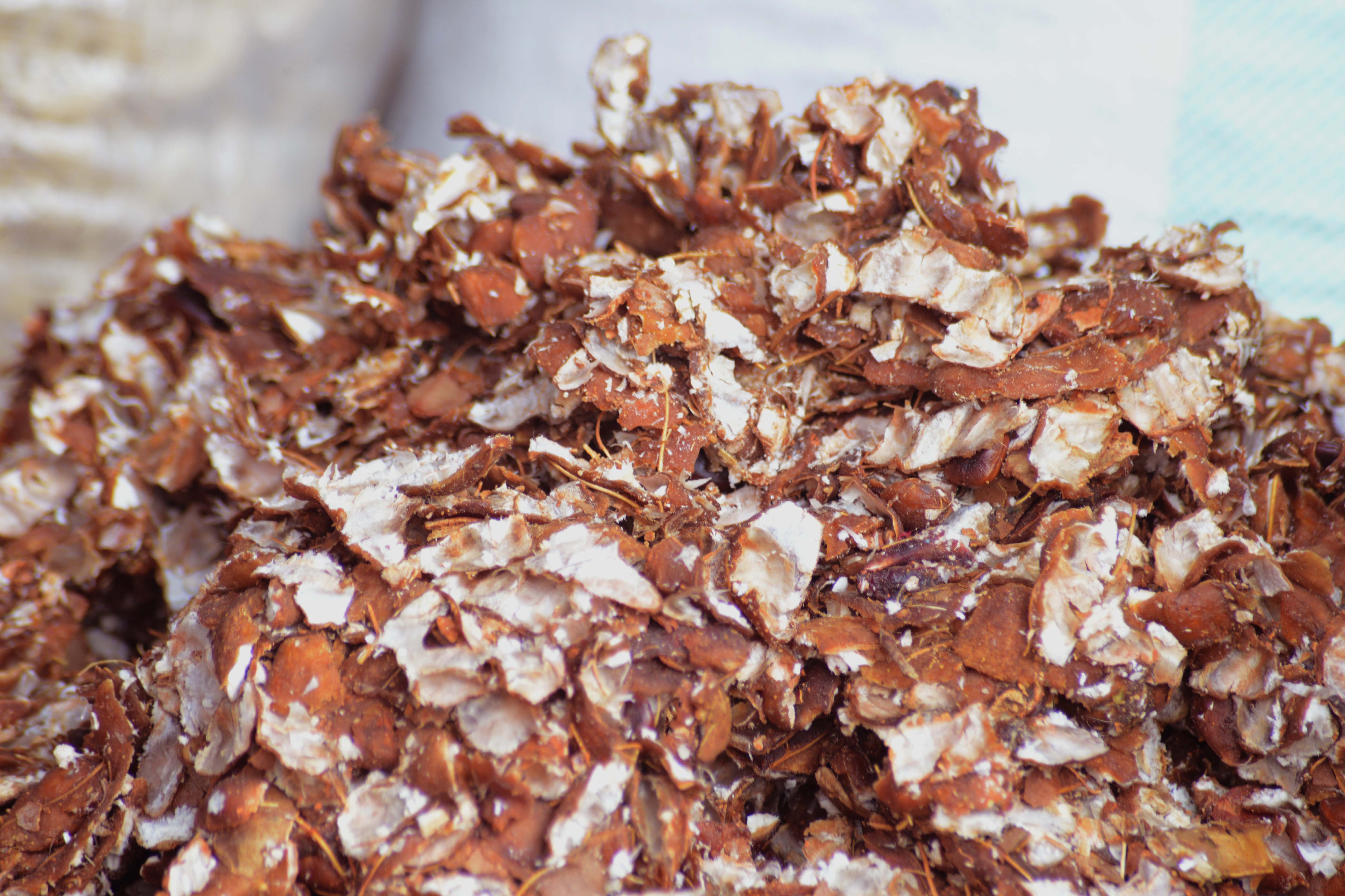 Tamarind