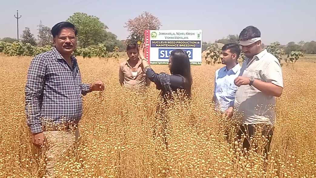 LINSEED CULTIVATION IN SAGAR