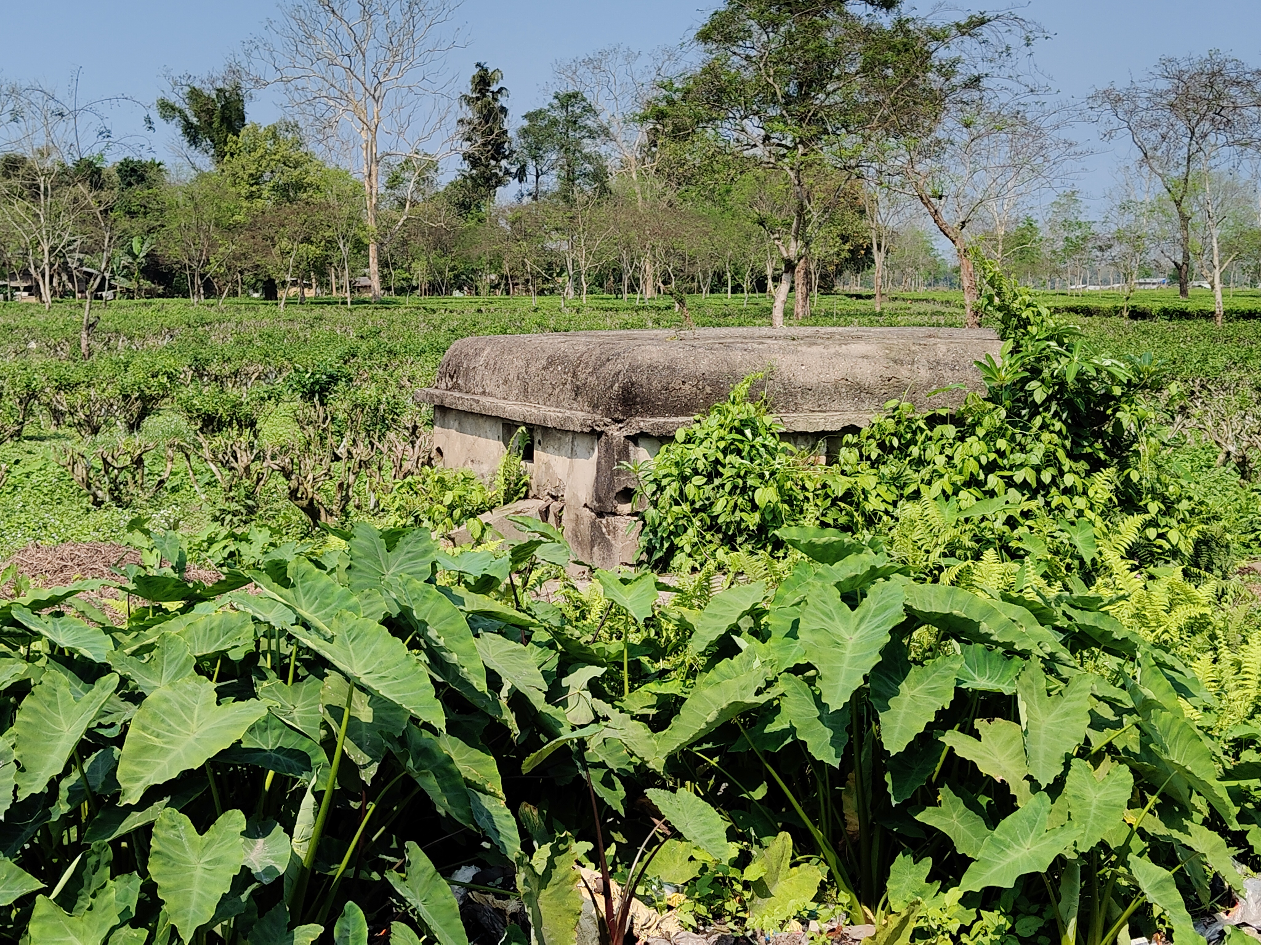 World War II pillboxes in Tinsukia