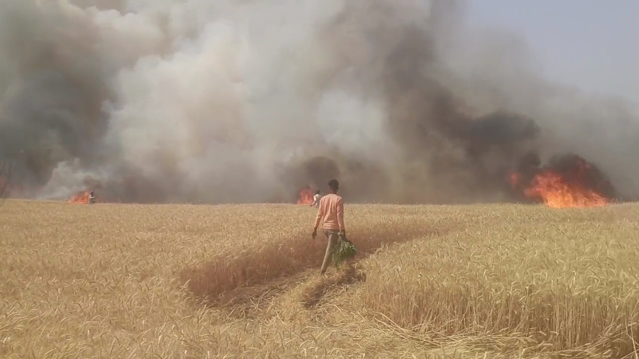 Vidisha Fire wheat crops