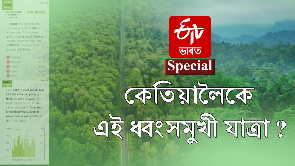 Assam sets record for deforestation in India