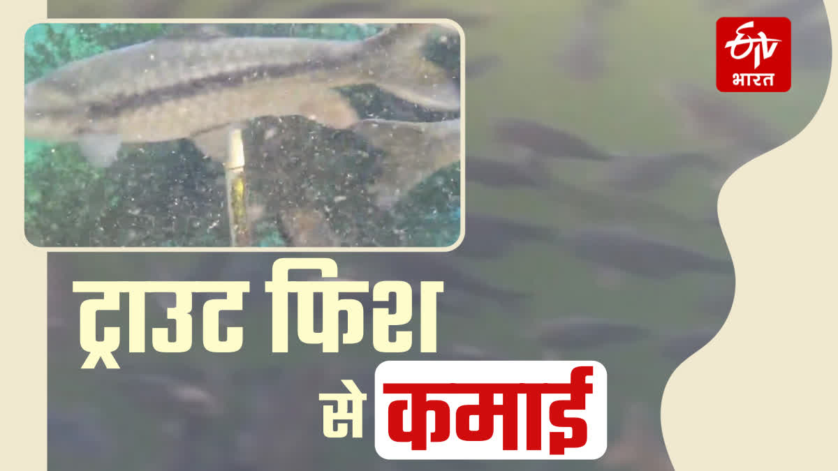 Trout Fish Farming in Nainital