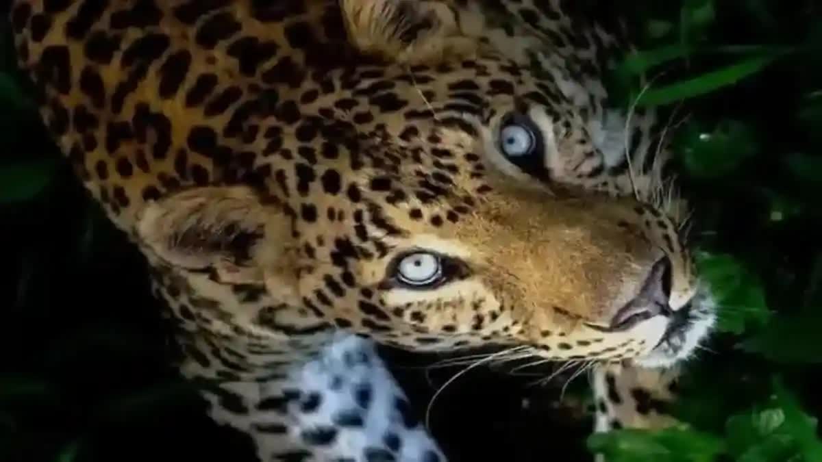 LEOPARD  LEOPARD CROSSING THE ROAD  LEOPARD PALAPILLI  PALAPILLI ATTACK