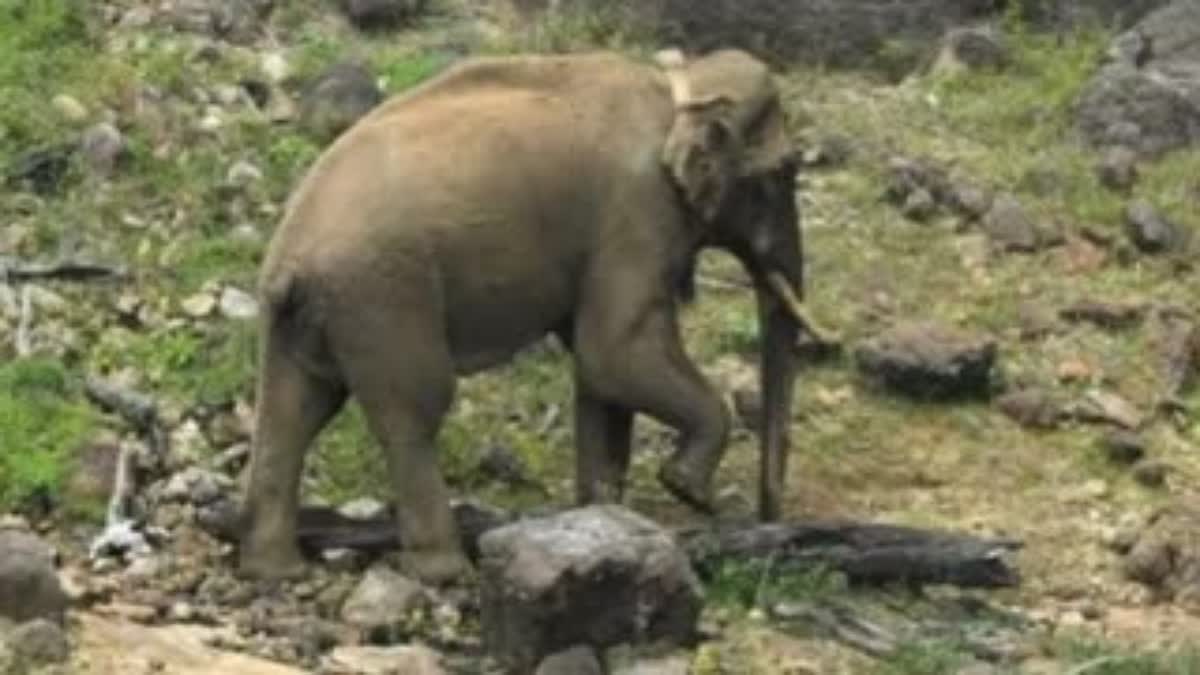 അരിക്കൊമ്പൻ  ARIKOMBAN  കാട്ടാന ആക്രമണം  WILD ELEPHANT ATTACK