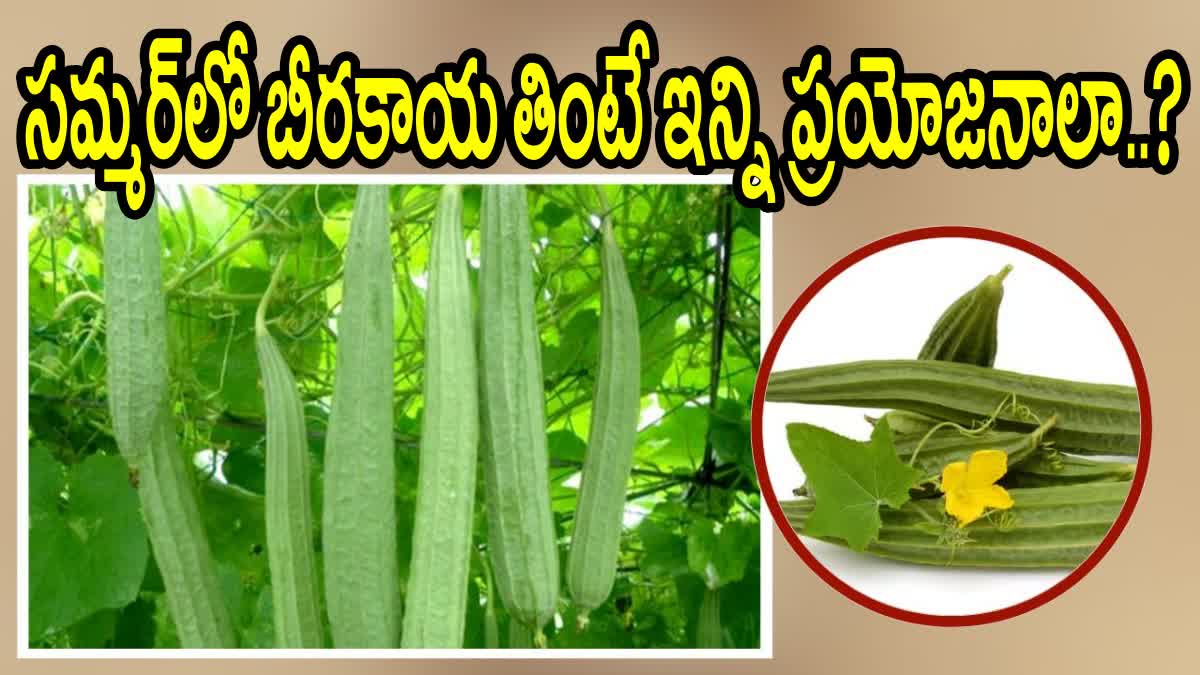 Health Benefits of Beerakaya