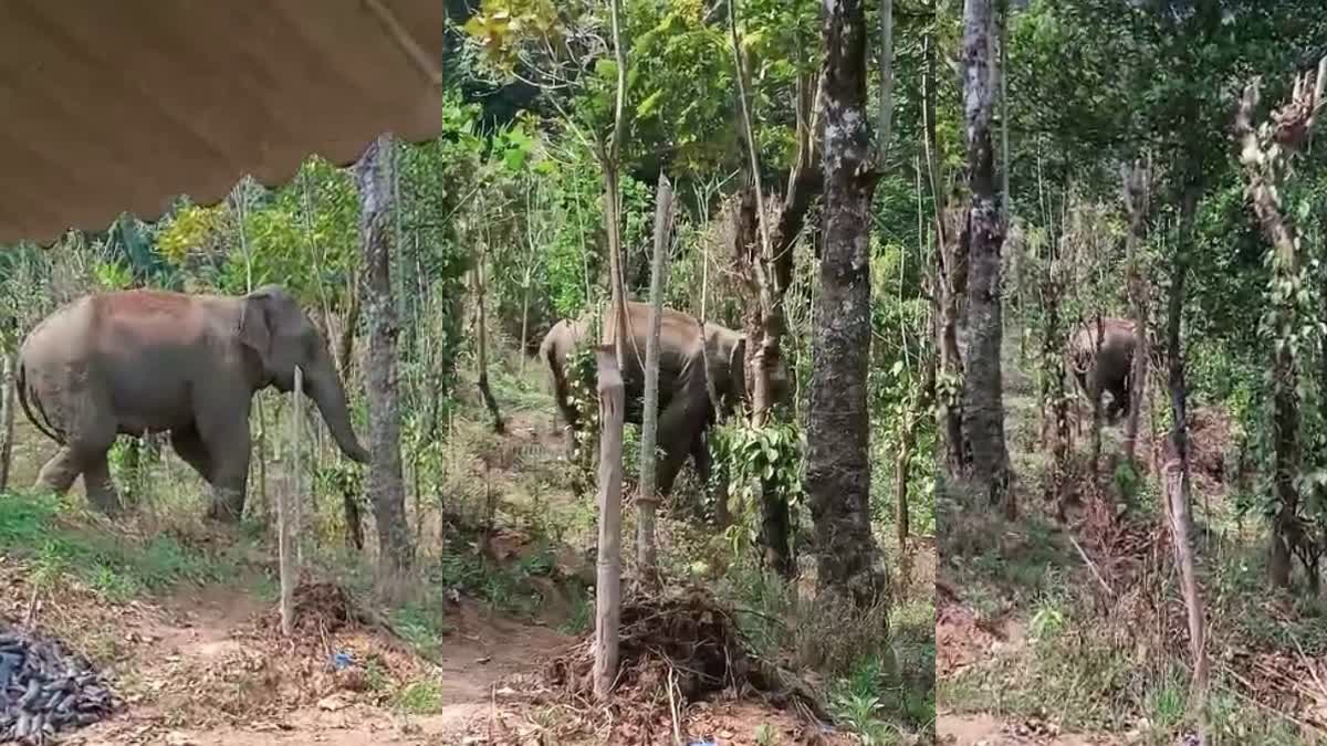 WILD ELEPHANT ATTACK  മാങ്കുളത്ത് കാട്ടാന  കാട്ടാന ആക്രമണം  WILD ELEPHANT AT IDUKKI