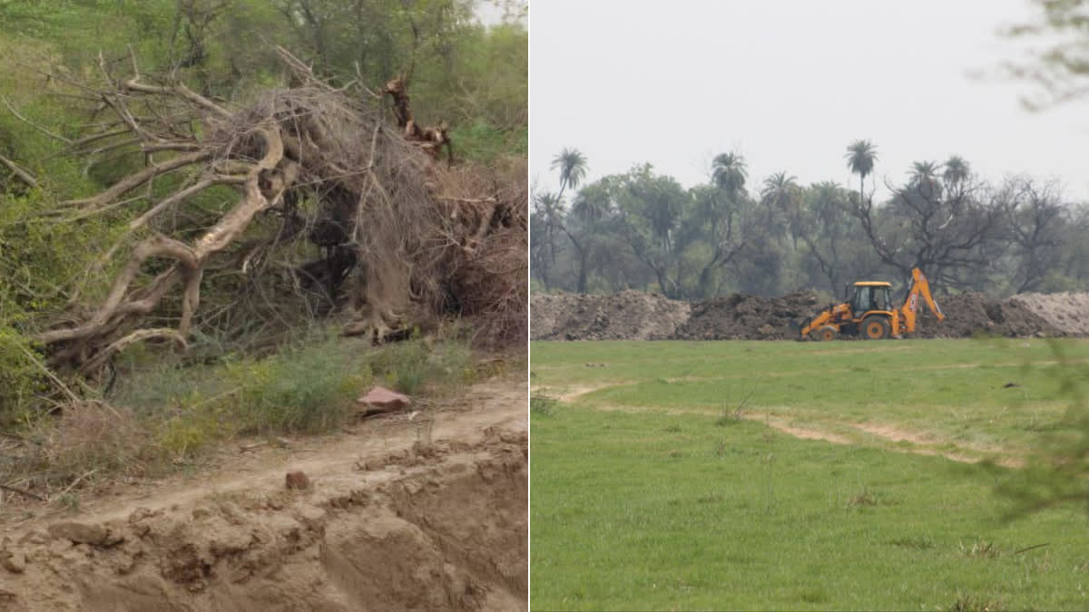 NGT on Keoladeo Park tree cutting