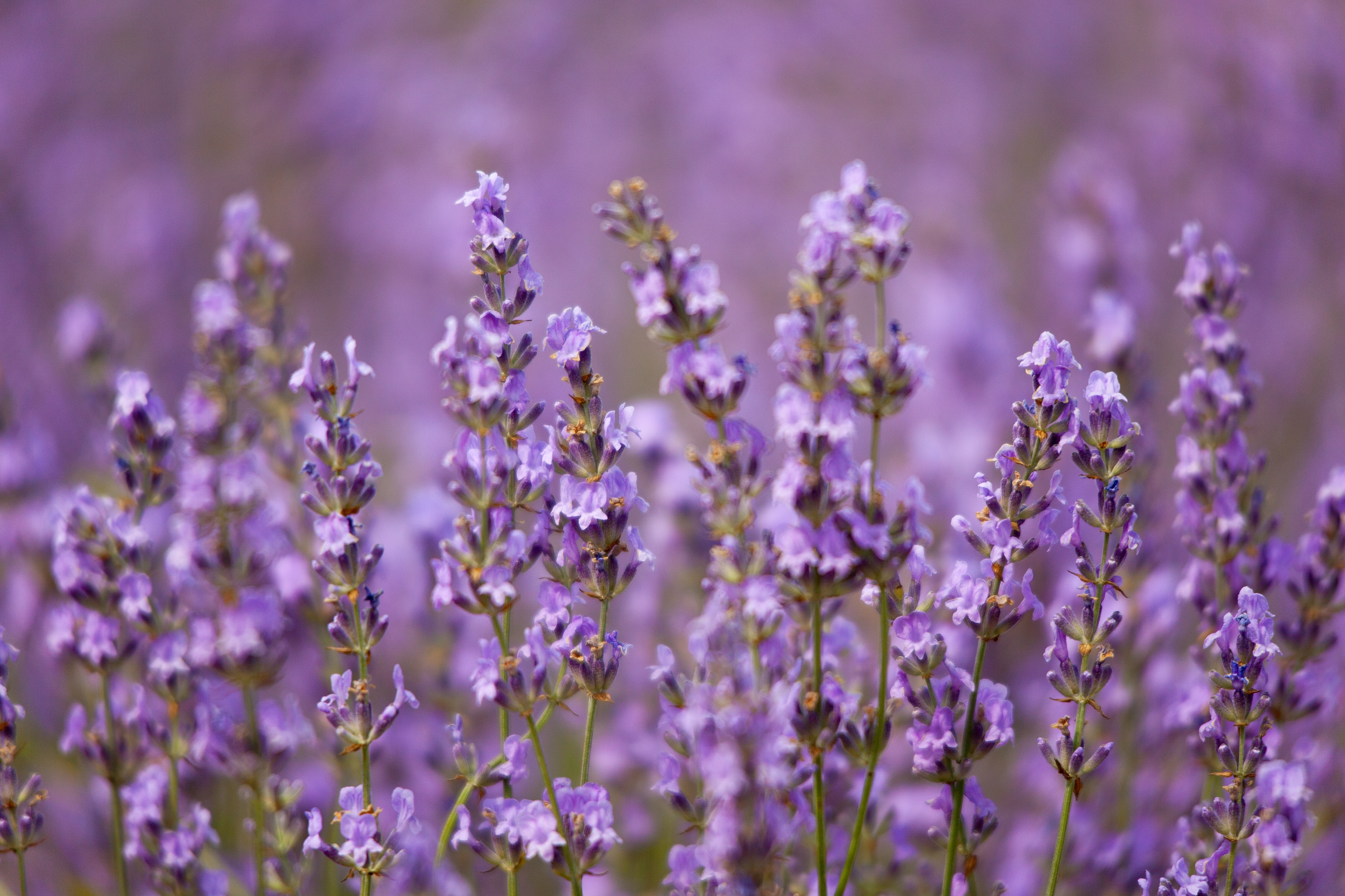 lavender