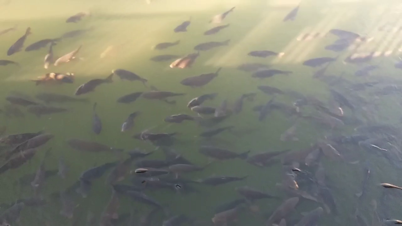 Trout Fish Farming in Nainital