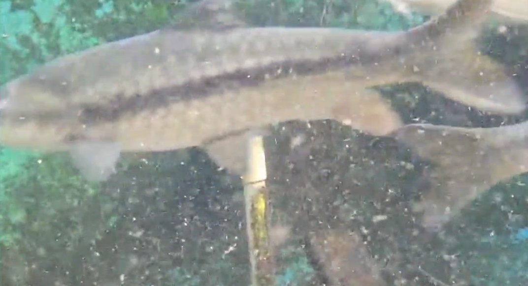 Trout Fish Farming in Nainital