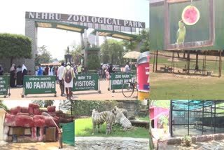 Summer Special Arrangements in Nehru Zoo