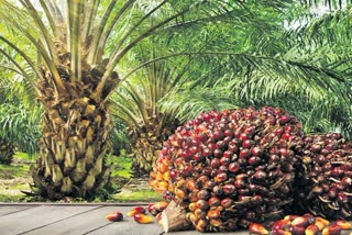Summer Care in Oil Palm Gardens